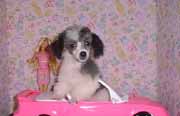 toy-poodles-pictures-03.jpg
